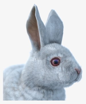 Svg Black And White Download Image Hare Male Albino - Lepre Artica Png #1498893