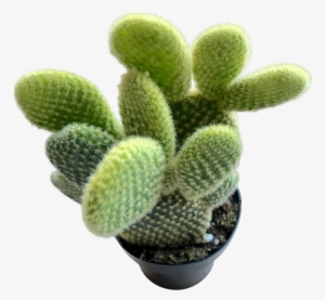 Bunny Ears - Prickly Pear #1498894