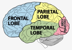 Brain Png Picture #150163
