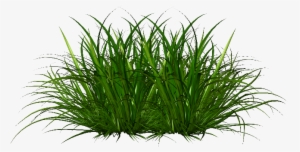 Ornamental Grass Png - Portable Network Graphics #150218