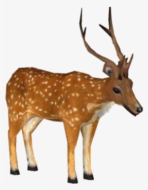 Sri Lankan Axis Deer - Sri Lankan Deer Png #150220