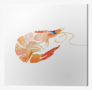 Shrimp Watercolor #150515