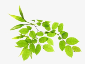Real Leaves Png Image - Green Shoots Of Recovery #150517