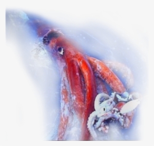 Colossal Squid Are A Major Prey Item For Antarctic - Washed Up In Indonesia #150746 Colossal Squid Are A Major Prey Item For Antarctic - Washed Up In Indonesia #150746