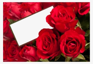 Red Rose Petals Png Download - Rose Photo Frame Png #151224