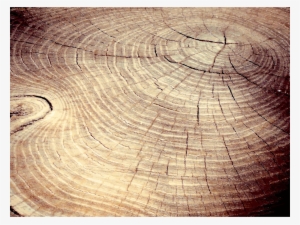 This Free Icons Png Design Of Tree Stump Cracks #152222