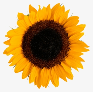 Free Png Sunflower Png Images Transparent - Sunflower Vector #152262