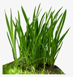 Fountain Grass Png Download - Food Chain Grass #152265