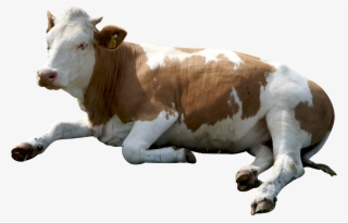 Cow Png Images - Cow Png #152411