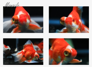 Dandy Orandas Butterflies Update - Dandy Orandas #152670