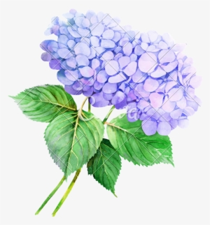 Flower Hydrangea Watercolor Painting Illustration Stock - Watercolor Transparent Hydrangea Clip Art #152898