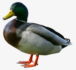 Duck - Duck Png #153757