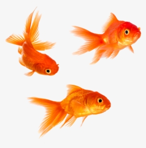 Animal Magic Goldfish Png - Gold Fishes #153787
