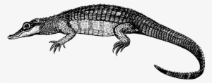 Alligator Animal Crocodile Reptile Alligat - Caiman Clipart #154014