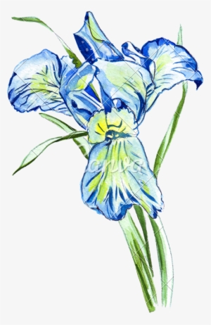 Hand Drawing Of A Watercolor Iris - Drawing #154208