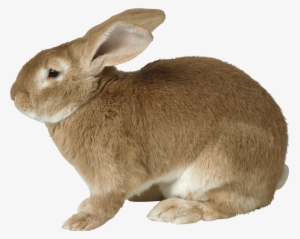 Daring Picture Of Rabit Rabbit Png Images Free Png - Rabbit Png #154305