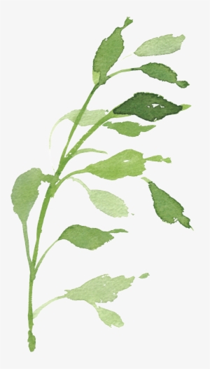 Watercolor Hand-painted Green Foliage Transparent Decorative - Watercolor Painting #154462