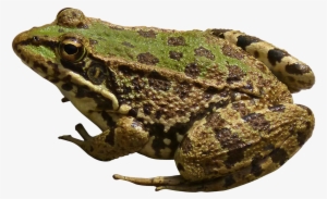 Free Png Frog Png Images Transparent - Frog Png #154470