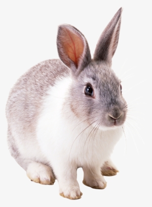 Rabbit Png Image - Transparent Picture Of Rabbits #154782
