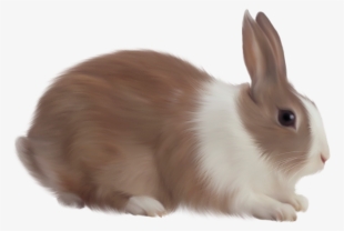 Rabbit Png Hd - Rabbit Png #154803