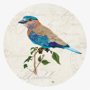 Indian Roller Bird - Mountain Bluebird #154881