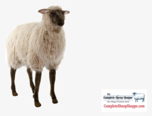 Add To Wishlist Loading - Hansa Gentle Ewe Stuffed Animal, Ride-on, 42" #154958 Add To Wishlist Loading - Hansa Gentle Ewe Stuffed Animal, Ride-on, 42" #154958