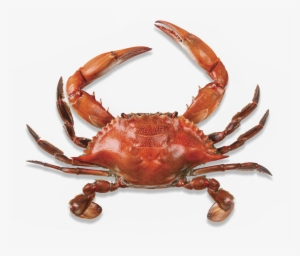 Crab Png #155654