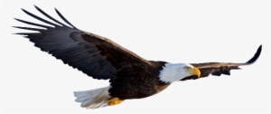 Eagle Png Images Transparent Free Download - Flying Eagle Transparent Background #155828