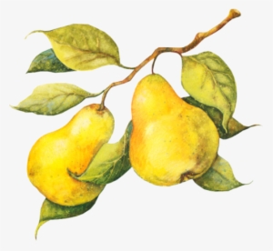 Tubes Fruits - Fruit #156056