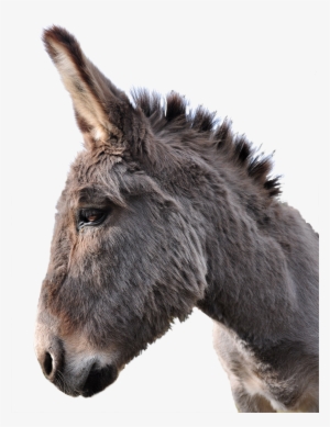Donkey #156079