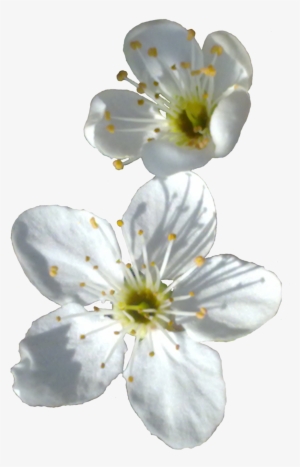 Spring Flower Png Transparent Image - Little White Flower Png #156130