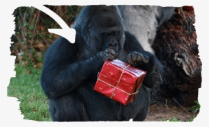 Animal Experiences - Gorilla Christmas #156154