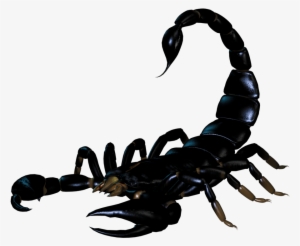 Scorpion Png #156279