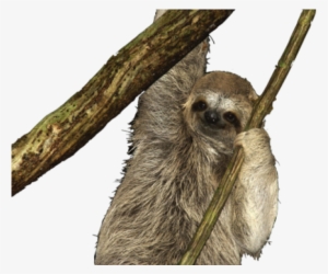 Sloth Png Transparent Images - Sloth Gif Transparent Background #156421