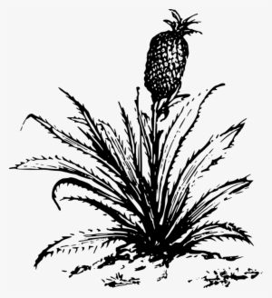 Pineapple Drawing Cartoon Plants - Big Plants Clip Art Black And White #156443