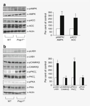 Liver Tissue From Prep1 I/ (black Bars) And Control - Amp-activated Protein Kinase #156530