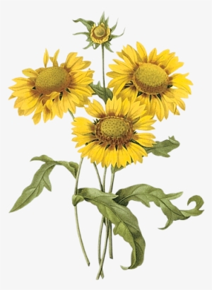 Flower Collage Pinterest Clipart - Pierre Joseph Redoute Png #157058