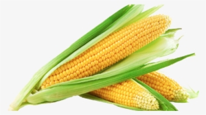 Sweet Corn Png Image - Sweet Corn #157118