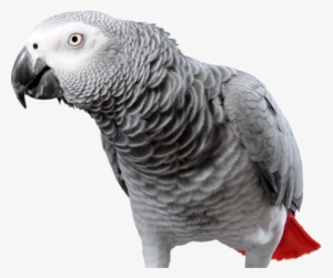 African Grey Parrot Transparent #157188