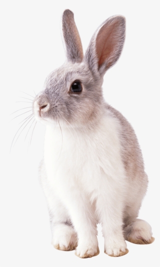 Free Png White Rabbit Png Images Transparent - Rabbit Png #157225