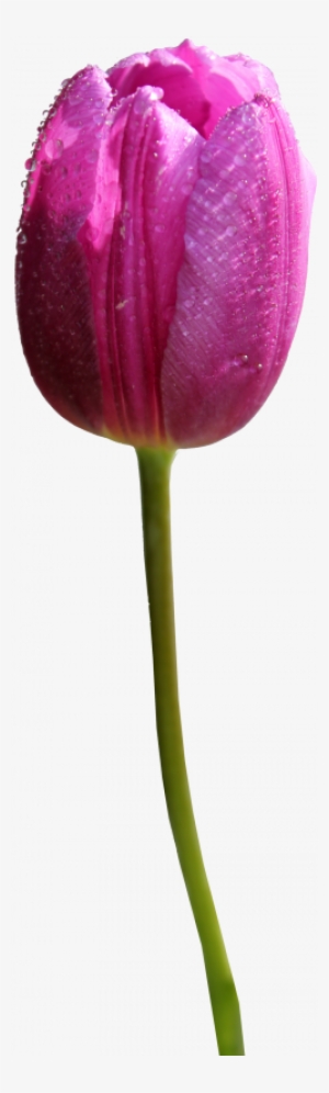 Tulip Transparent Purple - Purple Tulip Flower Png #157246