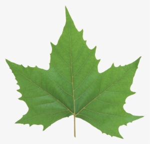 Green Leaves Png Image - Maple Leaf Vector #157734