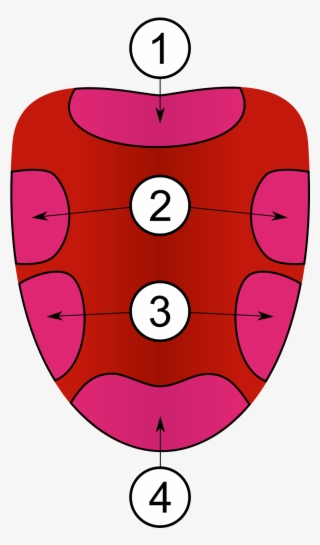 Tongue Clip Art - 4 Areas Of The Tongue #158023