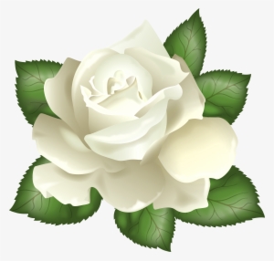 White Rose Transparent Background #158043