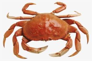 Crab Free Download Png - Crab Png #158066