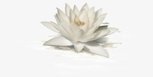 This Graphics Is White Lotus Transparent About Fashion,lotus,png - Portable Network Graphics #158157 This Graphics Is White Lotus Transparent About Fashion,lotus,png - Portable Network Graphics #158157