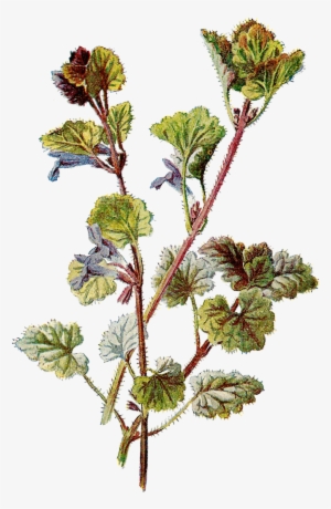 Vintage Daisy Clip Art 32 - Botanical Png #158160