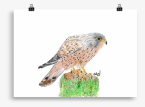 The Kestrel - Drawing #158416