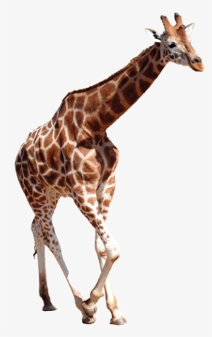 For More Information On Our Special Events - Png Of Wild Animals #158591