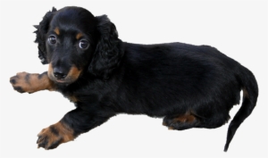 Long Haired Dachshund Puppy Png By Makiskan On Deviantart - Dachshund Puppy Transparent #158694